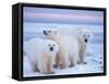 Polar Bear Sow with Cubs, Arctic National Wildlife Refuge, Alaska, USA-Steve Kazlowski-Framed Stretched Canvas