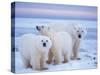 Polar Bear Sow with Cubs, Arctic National Wildlife Refuge, Alaska, USA-Steve Kazlowski-Stretched Canvas