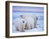 Polar Bear Sow with Cubs, Arctic National Wildlife Refuge, Alaska, USA-Steve Kazlowski-Framed Photographic Print