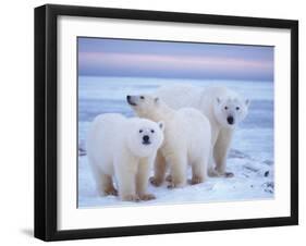 Polar Bear Sow with Cubs, Arctic National Wildlife Refuge, Alaska, USA-Steve Kazlowski-Framed Photographic Print