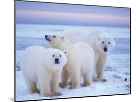 Polar Bear Sow with Cubs, Arctic National Wildlife Refuge, Alaska, USA-Steve Kazlowski-Mounted Photographic Print