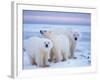 Polar Bear Sow with Cubs, Arctic National Wildlife Refuge, Alaska, USA-Steve Kazlowski-Framed Photographic Print