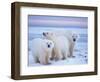 Polar Bear Sow with Cubs, Arctic National Wildlife Refuge, Alaska, USA-Steve Kazlowski-Framed Photographic Print