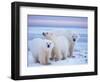 Polar Bear Sow with Cubs, Arctic National Wildlife Refuge, Alaska, USA-Steve Kazlowski-Framed Photographic Print