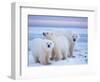 Polar Bear Sow with Cubs, Arctic National Wildlife Refuge, Alaska, USA-Steve Kazlowski-Framed Photographic Print