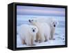 Polar Bear Sow with Cubs, Arctic National Wildlife Refuge, Alaska, USA-Steve Kazlowski-Framed Stretched Canvas