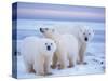 Polar Bear Sow with Cubs, Arctic National Wildlife Refuge, Alaska, USA-Steve Kazlowski-Stretched Canvas