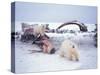 Polar Bear Sow with Spring Cubs Scavenging on a Bowhead Whale, Alaska, USA-Steve Kazlowski-Stretched Canvas