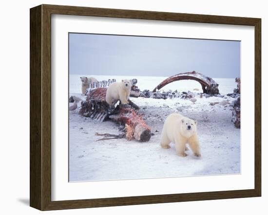 Polar Bear Sow with Spring Cubs Scavenging on a Bowhead Whale, Alaska, USA-Steve Kazlowski-Framed Photographic Print