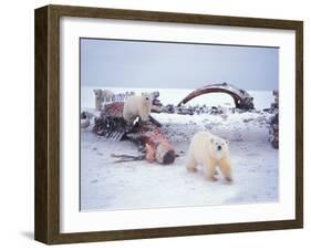 Polar Bear Sow with Spring Cubs Scavenging on a Bowhead Whale, Alaska, USA-Steve Kazlowski-Framed Photographic Print