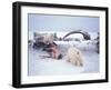 Polar Bear Sow with Spring Cubs Scavenging on a Bowhead Whale, Alaska, USA-Steve Kazlowski-Framed Photographic Print