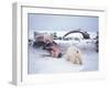 Polar Bear Sow with Spring Cubs Scavenging on a Bowhead Whale, Alaska, USA-Steve Kazlowski-Framed Photographic Print