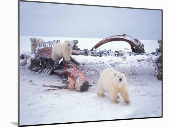 Polar Bear Sow with Spring Cubs Scavenging on a Bowhead Whale, Alaska, USA-Steve Kazlowski-Mounted Photographic Print