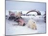 Polar Bear Sow with Spring Cubs Scavenging on a Bowhead Whale, Alaska, USA-Steve Kazlowski-Mounted Photographic Print