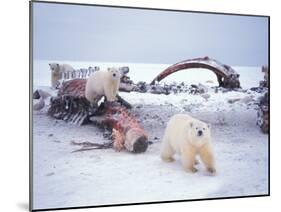 Polar Bear Sow with Spring Cubs Scavenging on a Bowhead Whale, Alaska, USA-Steve Kazlowski-Mounted Photographic Print