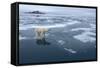 Polar Bear Standing at Edge of Melting Ice-Paul Souders-Framed Stretched Canvas