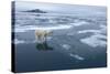 Polar Bear Standing at Edge of Melting Ice-Paul Souders-Stretched Canvas