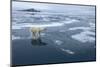 Polar Bear Standing at Edge of Melting Ice-Paul Souders-Mounted Photographic Print