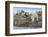 Polar Bear Standing at Water's Edge Along Hudson Bay Near Arctic Circle,Canada-Paul Souders-Framed Photographic Print