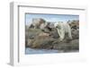 Polar Bear Standing at Water's Edge Along Hudson Bay Near Arctic Circle,Canada-Paul Souders-Framed Photographic Print