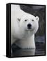 Polar Bear Standing in Shallow Water Along Coast of Malmgren Island, Svalbard, Norway-Paul Souders-Framed Stretched Canvas