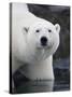 Polar Bear Standing in Shallow Water Along Coast of Malmgren Island, Svalbard, Norway-Paul Souders-Stretched Canvas