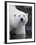 Polar Bear Standing in Shallow Water Along Coast of Malmgren Island, Svalbard, Norway-Paul Souders-Framed Photographic Print