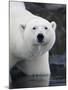Polar Bear Standing in Shallow Water Along Coast of Malmgren Island, Svalbard, Norway-Paul Souders-Mounted Photographic Print
