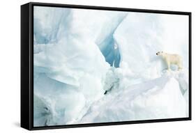 Polar bear standing on glacier. Svalbard, Norway-Danny Green-Framed Stretched Canvas