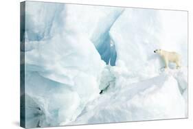 Polar bear standing on glacier. Svalbard, Norway-Danny Green-Stretched Canvas