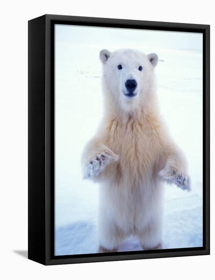 Polar Bear Standing on Pack Ice of the Arctic Ocean, Arctic National Wildlife Refuge, Alaska, USA-Steve Kazlowski-Framed Stretched Canvas