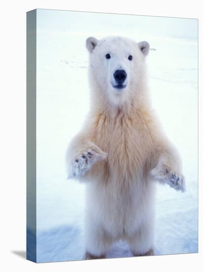 Polar Bear Standing on Pack Ice of the Arctic Ocean, Arctic National Wildlife Refuge, Alaska, USA-Steve Kazlowski-Stretched Canvas