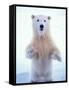 Polar Bear Standing on Pack Ice of the Arctic Ocean, Arctic National Wildlife Refuge, Alaska, USA-Steve Kazlowski-Framed Stretched Canvas