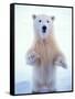 Polar Bear Standing on Pack Ice of the Arctic Ocean, Arctic National Wildlife Refuge, Alaska, USA-Steve Kazlowski-Framed Stretched Canvas