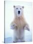 Polar Bear Standing on Pack Ice of the Arctic Ocean, Arctic National Wildlife Refuge, Alaska, USA-Steve Kazlowski-Stretched Canvas