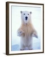 Polar Bear Standing on Pack Ice of the Arctic Ocean, Arctic National Wildlife Refuge, Alaska, USA-Steve Kazlowski-Framed Premium Photographic Print