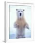 Polar Bear Standing on Pack Ice of the Arctic Ocean, Arctic National Wildlife Refuge, Alaska, USA-Steve Kazlowski-Framed Premium Photographic Print