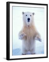 Polar Bear Standing on Pack Ice of the Arctic Ocean, Arctic National Wildlife Refuge, Alaska, USA-Steve Kazlowski-Framed Premium Photographic Print