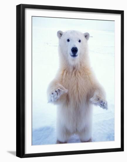 Polar Bear Standing on Pack Ice of the Arctic Ocean, Arctic National Wildlife Refuge, Alaska, USA-Steve Kazlowski-Framed Premium Photographic Print