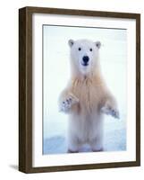 Polar Bear Standing on Pack Ice of the Arctic Ocean, Arctic National Wildlife Refuge, Alaska, USA-Steve Kazlowski-Framed Photographic Print