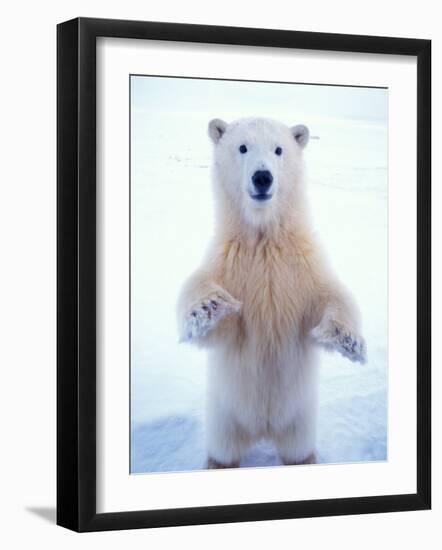 Polar Bear Standing on Pack Ice of the Arctic Ocean, Arctic National Wildlife Refuge, Alaska, USA-Steve Kazlowski-Framed Photographic Print
