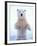 Polar Bear Standing on Pack Ice of the Arctic Ocean, Arctic National Wildlife Refuge, Alaska, USA-Steve Kazlowski-Framed Photographic Print