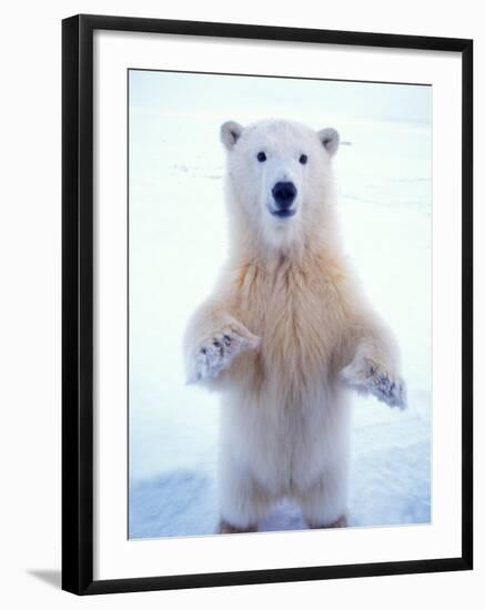 Polar Bear Standing on Pack Ice of the Arctic Ocean, Arctic National Wildlife Refuge, Alaska, USA-Steve Kazlowski-Framed Photographic Print