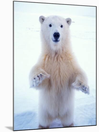 Polar Bear Standing on Pack Ice of the Arctic Ocean, Arctic National Wildlife Refuge, Alaska, USA-Steve Kazlowski-Mounted Photographic Print