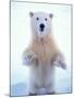 Polar Bear Standing on Pack Ice of the Arctic Ocean, Arctic National Wildlife Refuge, Alaska, USA-Steve Kazlowski-Mounted Photographic Print