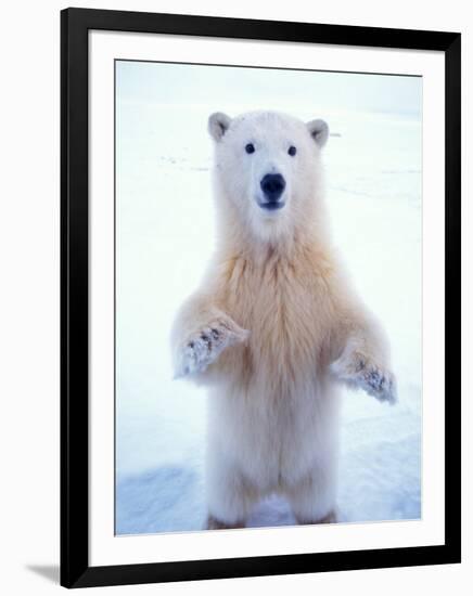 Polar Bear Standing on Pack Ice of the Arctic Ocean, Arctic National Wildlife Refuge, Alaska, USA-Steve Kazlowski-Framed Photographic Print