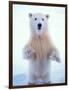 Polar Bear Standing on Pack Ice of the Arctic Ocean, Arctic National Wildlife Refuge, Alaska, USA-Steve Kazlowski-Framed Photographic Print