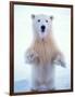 Polar Bear Standing on Pack Ice of the Arctic Ocean, Arctic National Wildlife Refuge, Alaska, USA-Steve Kazlowski-Framed Photographic Print