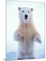 Polar Bear Standing on Pack Ice of the Arctic Ocean, Arctic National Wildlife Refuge, Alaska, USA-Steve Kazlowski-Mounted Photographic Print