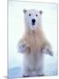 Polar Bear Standing on Pack Ice of the Arctic Ocean, Arctic National Wildlife Refuge, Alaska, USA-Steve Kazlowski-Mounted Photographic Print